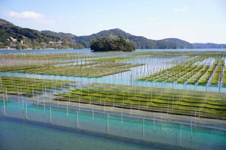三重外湾漁協の挑戦――あおさのり養殖とブルーカーボンで地域の海を未来へ