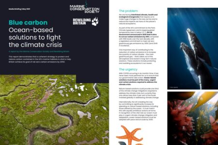 英国：ブルーカーボン――気候危機と戦うための海洋を基盤とした解決策