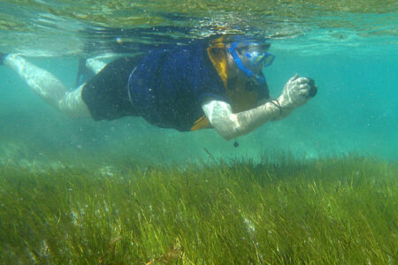 英国：イングランド南西部セント・オーステル湾で英国最大級の海草藻場を発見