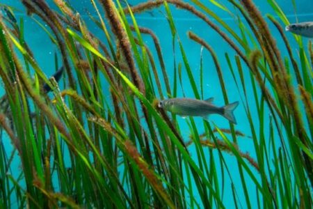 鹿島、消失が危惧される地域固有の大型海藻類の再生・保全へ向けて