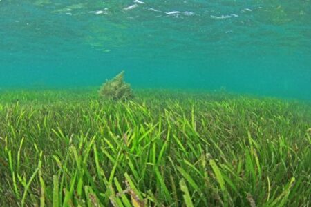 リンテック株式会社、海草のコアマモを活用し「海の脱炭素」への貢献を目指す
