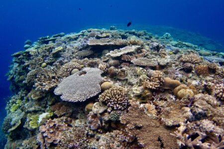 沖縄：水中観光しながらCO2吸収源を見える化「ブルーカーボン・クルーズ」