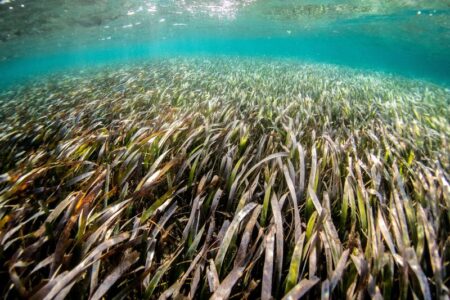 ミシガン大学：カリブ海の海草藻場の経済効果を算出。年間2,550億ドルに。