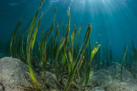東京海上グループ、イノカ：ウミショウブの藻場再生から広がる未来
