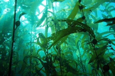 「ケルプと海藻が気候変動の緩和に重要な役割を果たす可能性がある」との新たな発表