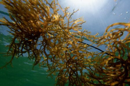 海藻類のCO2固定能力の試算に成功