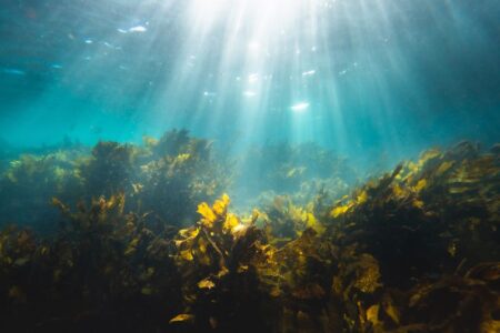 海藻バンクでブルーカーボン生態系拡大を目指す