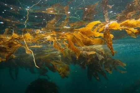 海藻養殖による二酸化炭素回収の実現可能性には課題も