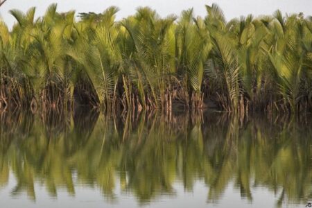 FAO　ミャンマーのマングローブ林炭素貯留に関する新たな見識を紹介