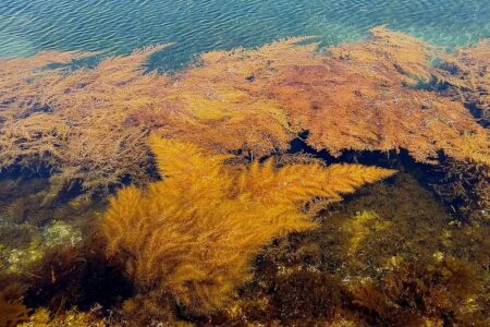 大型褐藻類もCO2の長期貯留に有効？　研究プロジェクト始動