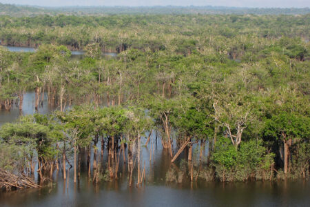 ROLEXとナショナルジオグラフィック：アマゾン川の手つかずのマングローブを調査