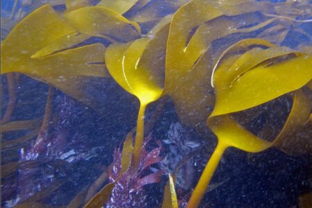 ヘルシンキ大学：地球環境の変化で予測される海藻と海草の減少