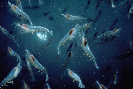 南極オキアミの炭素貯留能力、マングローブなど沿岸の海洋植物に匹敵