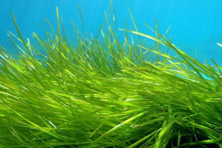 スペイン・バルセロナ沖、ブルーカーボンの革新的プロジェクト「Seagrass Blue」展開中