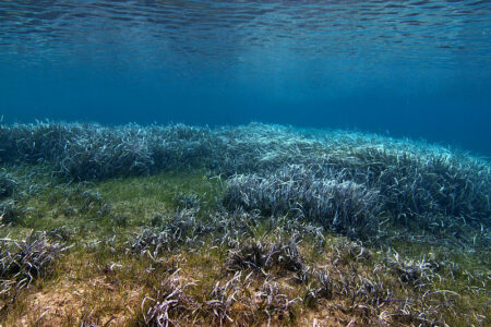 Oceans 2050：世界初！海藻養殖場の下に堆積する炭素量をグローバルに定量化