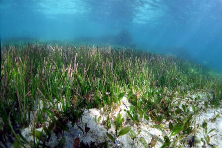 海草の種類による炭素貯留量の違いを発見、多い地域を優先し保護の効率化も可能に