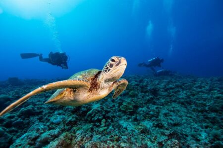 サウジアラビア・アブドラ王立科学技術大学（KAUST）の研究者たちが紅海の貴重なブルーカーボン生態系を調査する革新的な方法を発見