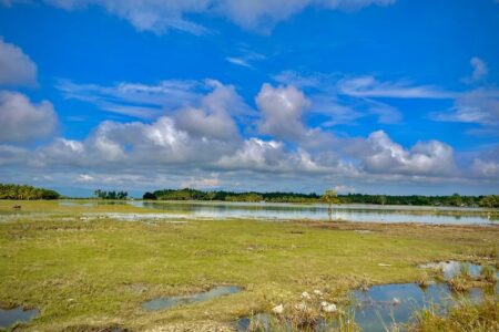 太平洋岸の潮間帯湿地が膨大な量の炭素を貯留していることが、新たな研究で明らかに