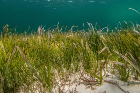英南西部の沿岸で、海草床が回復の兆し！