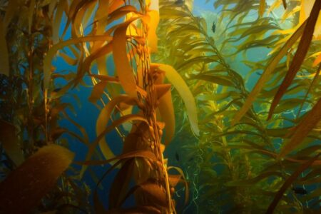 ポルトガル北部沿岸部の海藻林をはじめて定量化。ブルーカーボンの重要な担い手に