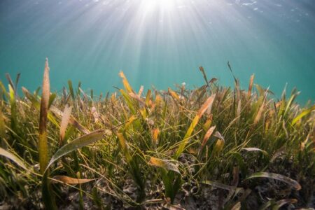 韓国物流大手、広大な海中林を形成する「オーシャンフォレスト」プロジェクト始動