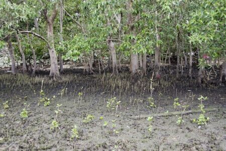 AIによる新技術で、マングローブ植樹後初期段階の生存率の判定が可能に。