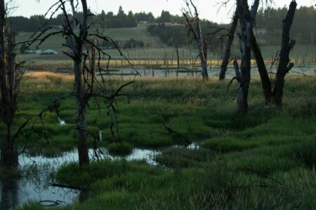 湿地の再生活動で市場価値を生み出す新たな指標の開発