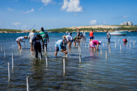 カリブ海のマングローブ再生に、新しい手法を導入
