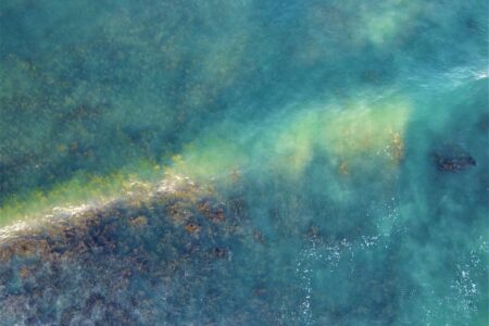 WWFとHatch Blue、ブルーカーボンの技術革新のためのオープンチャレンジをスタート