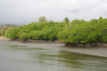 国際気候イニシアチブ（IKI）、ブルーカーボン政策ロードマップの開発を支援