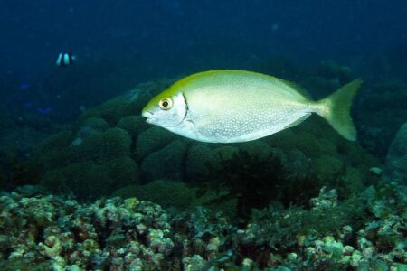 広島県福山市、アイゴの活用で藻場再生を目指す