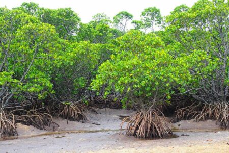 マングローブの炭素、数百年後に海へ――世界初の解明