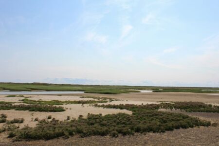 世界の塩生湿地、森林の３倍の速さで減少、一方で回復の望みも