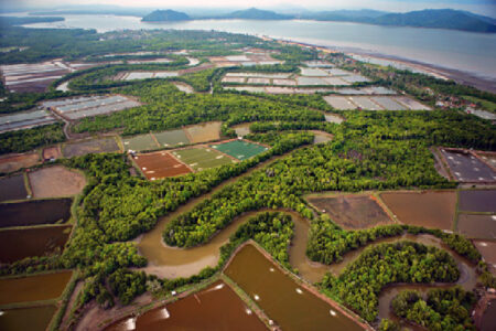 マングローブと水産養殖、ベトナムで進む一体的な取り組み