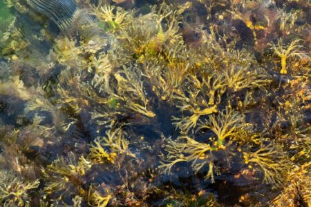グリーンランド沿岸から深海へ――海藻の炭素隔離に至る輸送過程を定量化