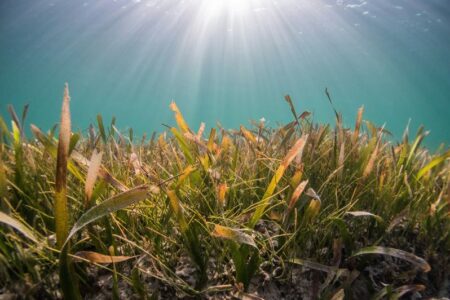 衰退から回復へ：　英ハンバー河口の海草復元が前進